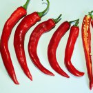 CAYNNE PEPPER RED HOT CHILLI Vegetable Seeds - Vegetable Home Garden - 30 Seeds