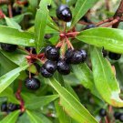 Tasmannia lanceolata Mountain Pepper Vegetable Seeds - Vegetable Home Garden - 20 Seeds