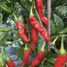 Shishito Chilli Pepper Vegetable Seeds - Vegetable Home Garden - 5 Seeds
