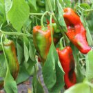 SWEET ROMANO PEPPER Vegetable Seeds - Vegetable Home Garden - 10 Seeds