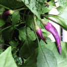 Purple Cayenne Pepper Vegetable Seeds - Vegetable Home Garden - 5 Seeds