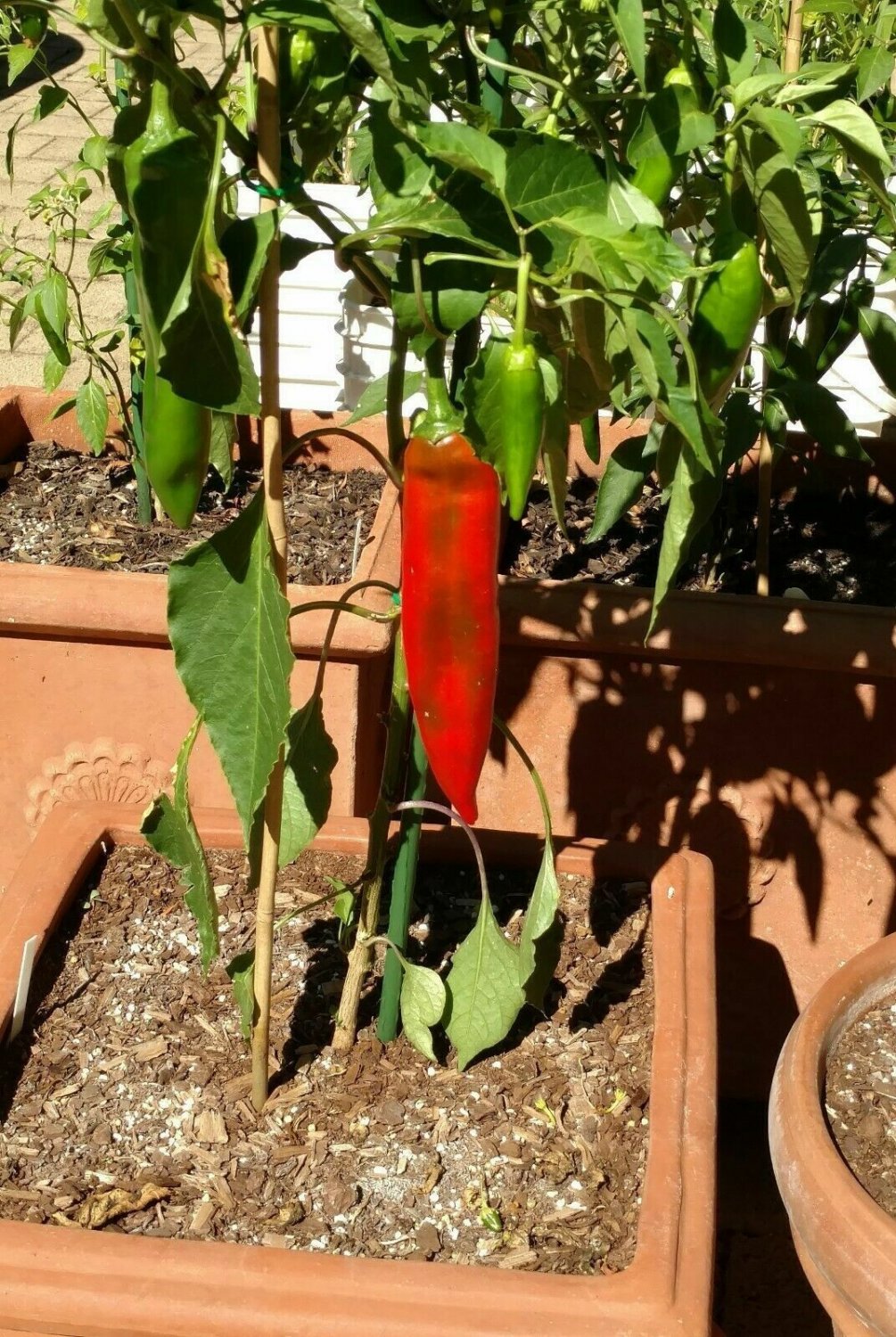 Big Jim Chilli Pepper Vegetable Seeds - Vegetable Home Garden - 10 Seeds