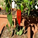 Big Jim Chilli Pepper Vegetable Seeds - Vegetable Home Garden - 10 Seeds