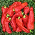 Marconi Red Capsicum Seeds Pepper Vegetable Seeds - Vegetable Home Garden - 75 Seeds
