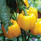 CAPSICUM SEEDS SUNBRIGHT YELLOW Bell Pepper Vegetable Seeds - Vegetable Home Garden - 30 Seeds