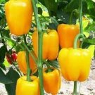 Capsicum Bell Pepper Vegetable Seeds - Vegetable Home Garden - 10 Seeds