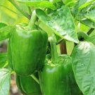 Green Bell Pepper Vegetable Seeds - Vegetable Home Garden - 20 Seeds