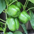 GREEN CAPSICUM SEEDS Bell Pepper Vegetable Seeds - Vegetable Home Garden - 20 Seeds