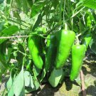 Giant Capsicum/Pepper "Bullhorn" Bell pepper Vegetable Seeds - Vegetable Home Garden - 15 Seeds