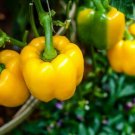 Capsicum, Sunbright Yellow Bell pepper Vegetable Seeds - Vegetable Home Garden - 20 Seeds