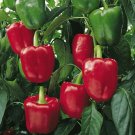 Californian wonder Red Green Bell Pepper Vegetable Seeds - Vegetable Home Garden - 40 Seeds