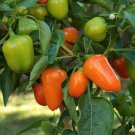Capsicum Mini gypsy bell Pepper mix Vegetable Seeds - Vegetable Home Garden - 20 Seeds