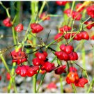 Chilli Christmas Bell Pepper Bishops Crown Vegetable Seeds - Vegetable Home Garden - 10 Seeds