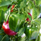 Capsicum YOLO WONDER Vegetable Seeds - Vegetable Home Garden - 10 Seeds
