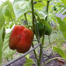 Capsicum CALIFORNIAN WONDER RED Vegetable Seeds - Vegetable Home Garden - 10 Seeds