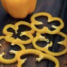 CAPSICUM Golden YELLOW BELL PEPPER Vegetable Seeds - Vegetable Home Garden - 20 Seeds