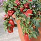 CAPSICUM RED BELL PEPPER Vegetable Seeds - Vegetable Home Garden - 15 Seeds