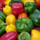 CAPSICUM SEEDS RAINBOW MIX Vegetable Seeds - Vegetable Home Garden - 20 Seeds