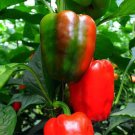 Capsicum HARLEY F1 Hybrid Vegetable Seeds - Vegetable Home Garden - 7 Seeds