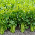 CELERY 'Tall Utah' Vegetable Seeds - Vegetable Home Garden - 400 Seeds