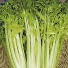 GOLDEN CELERY Vegetable Seeds - Vegetable Home Garden - 400 Seeds