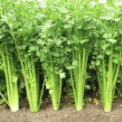 Celery Chinese Vegetable Seeds - Vegetable Home Garden - 300 Seeds