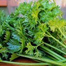 Celery "Amsterdam" Apium graveolens secali Vegetable Seeds - Vegetable Home Garden - 500 Seeds
