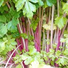 Chinese Celery Pink Vegetable Seeds - Vegetable Home Garden - 300 Seeds