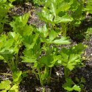 CELERY Apium Graveolen Chinese celery Vegetable Seeds - Vegetable Home Garden - 350 Seeds