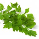 LOVAGE Digestive Aid Culinary Herb Celery Vegetable Seeds - Vegetable Home Garden - 50 Seeds
