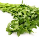 CELERY CHINESE/CELERY LEAF AMSTERDAM  Vegetable Seeds - Vegetable Home Garden - 300 Seeds
