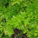 CELERY FLAVOURED PARSLEY Vegetable Seeds - Vegetable Home Garden - 50 Seeds