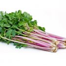 CELERY PEPPERMINT STICK Vegetable Seeds - Vegetable Home Garden - 100 Seeds