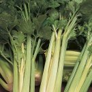 Celery Golden Self Blanching Vegetable Seeds - Vegetable Home Garden - 1000 Seeds