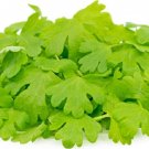 MICRO GREEN CELERY Vegetable Seeds - Vegetable Home Garden - 500 Seeds