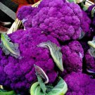 CAULIFLOWER "Purple Sicily" Vegetable Seeds - Vegetable Home Garden - 100 Seeds