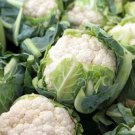 CAULIFLOWER SEEDS QUICKHEART Vegetable Seeds - Vegetable Home Garden - 100 Seeds