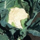 Cauliflower- Early Jesi Vegetable Seeds - Vegetable Home Garden - 90 Seeds