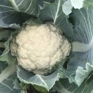 Cauliflower All Year Round Vegetable Seeds - Vegetable Home Garden - 70 Seeds