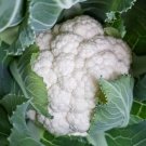 CAULIFLOWER SNOWBALL Y IMPROVED EARLY Vegetable Seeds - Vegetable Home Garden - 300 Seeds