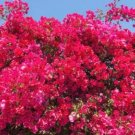 Bougainvillea Plant Cutting Flower- Flower Home Garden Cutting for Root