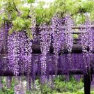Wisteria Glicinia Plant Cutting Flower- Flower Home Garden Cutting for Root