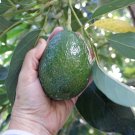 Avocado Reed scion for grafting Fruit - Home Garden Tree for grafting