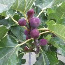 Fig tree Violette De Bordeaux Fruit - Home Garden cutting for rooting