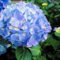 Giant Hydrangea "Avant Garde" Fruit - Home Garden cutting for rooting