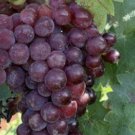 Grape plant Moscato pink Fruit - Home Garden cutting for rooting