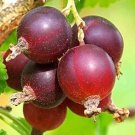 Jostaberry plant Orus Fruit Tree Cutting - Home Garden cutting for rooting