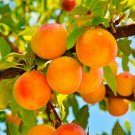 Apricot Scillato Albicocca di Scillato Fruit Tree Cutting - Home Garden cutting for rooting