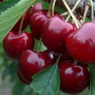 Cherry plant cutting Lapins Fruit Tree Cutting - Home Garden cutting for rooting