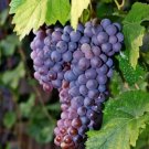 Grape plant Merlot Fruit Tree Cutting - Home Garden cutting for rooting